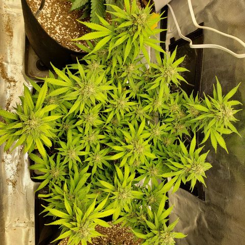 Northern Lights growlog timeline photo