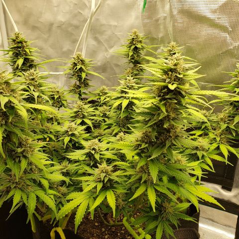 Northern Lights growlog timeline photo