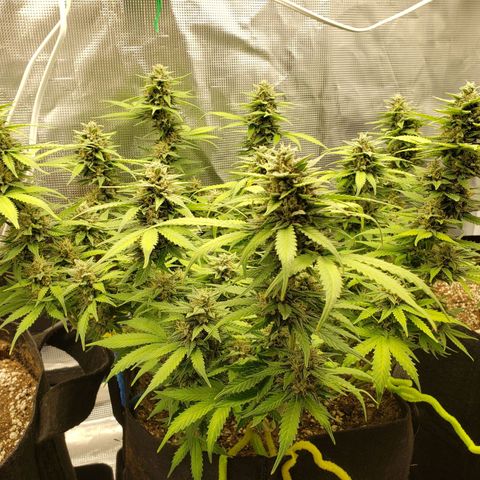 Northern Lights growlog timeline photo