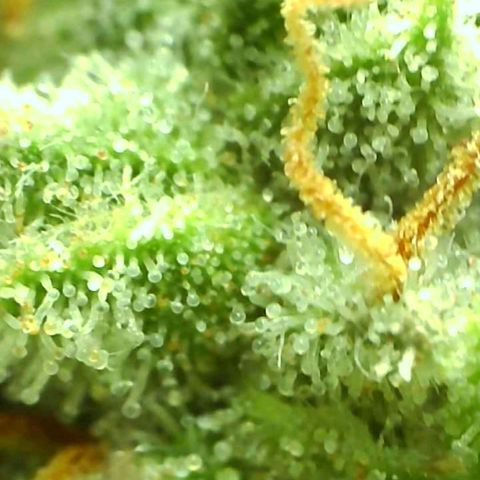 Northern Lights growlog timeline photo