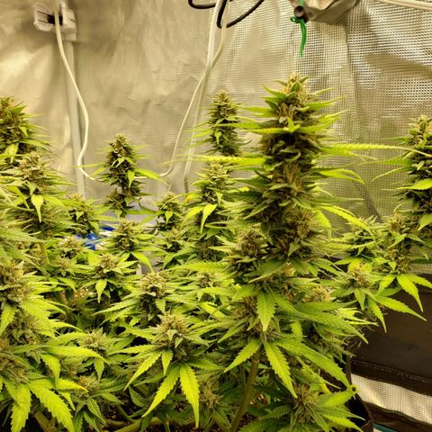 Northern Lights growlog timeline photo