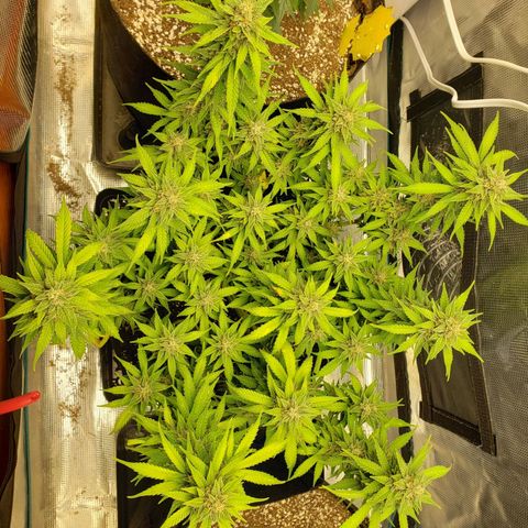 Northern Lights growlog timeline photo