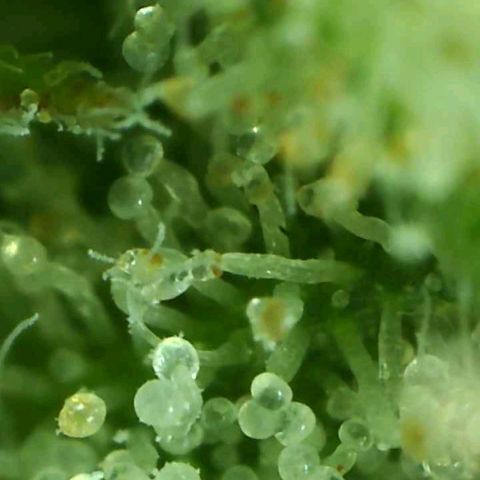 Northern Lights growlog timeline photo