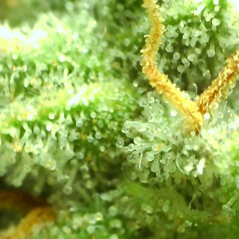 Northern Lights growlog timeline photo