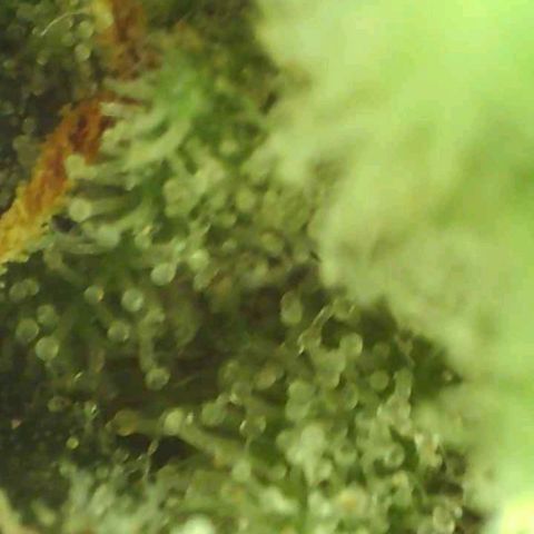 Northern Lights growlog timeline photo