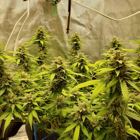Northern Lights growlog timeline photo