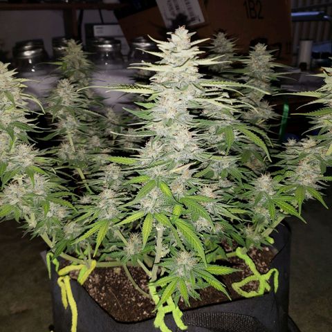 Northern Lights growlog timeline photo