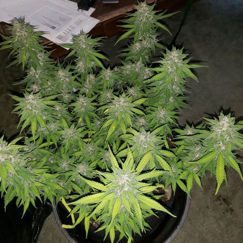 Northern Lights growlog timeline photo