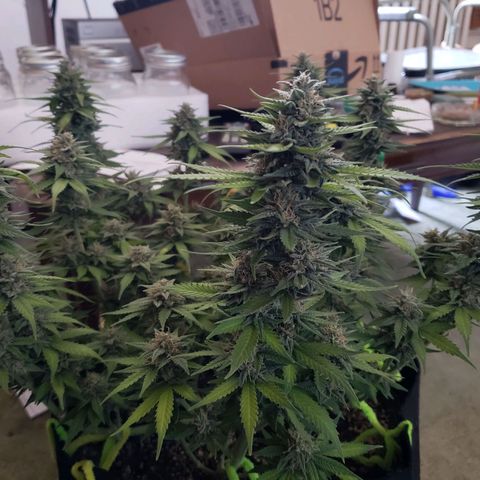 Northern Lights growlog timeline photo