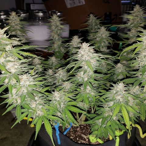 Northern Lights growlog timeline photo