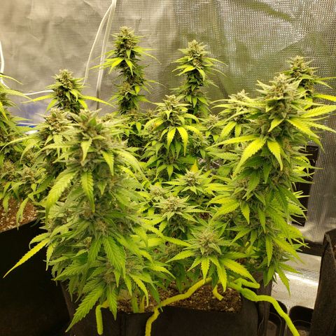 Northern Lights growlog timeline photo