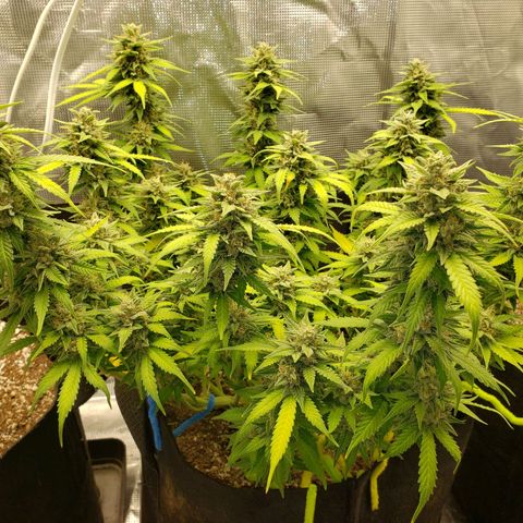 Northern Lights growlog timeline photo
