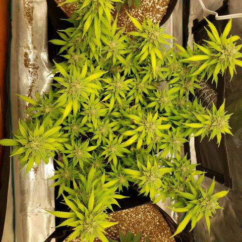 Northern Lights growlog timeline photo