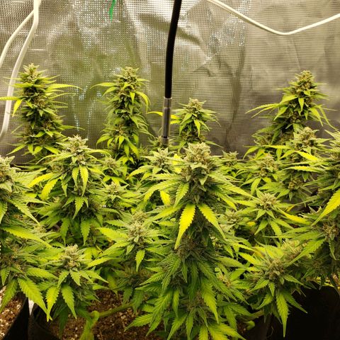Northern Lights growlog timeline photo