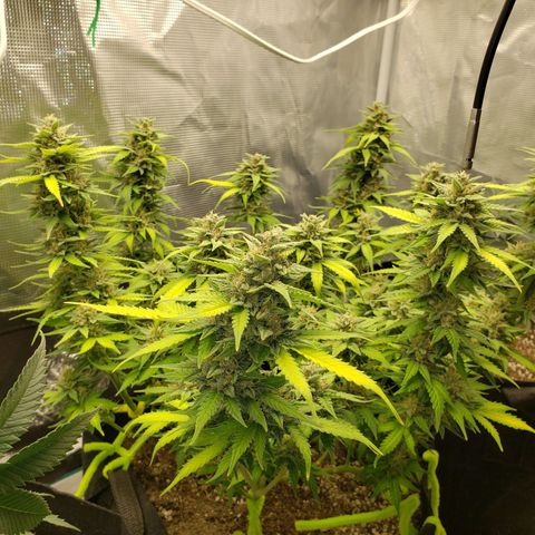 Northern Lights growlog timeline photo