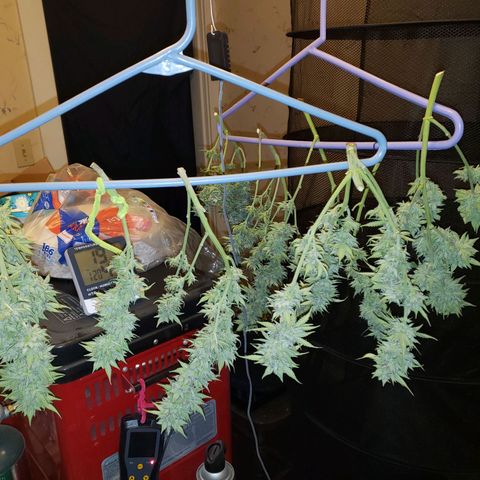 Northern Lights growlog photo: Harvest day
