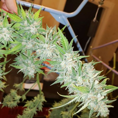 Northern Lights growlog photo: Harvest day