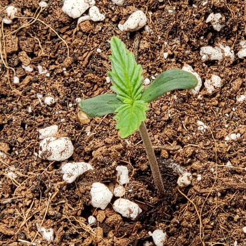 Girl Scout Cookies Auto growlog timeline photo