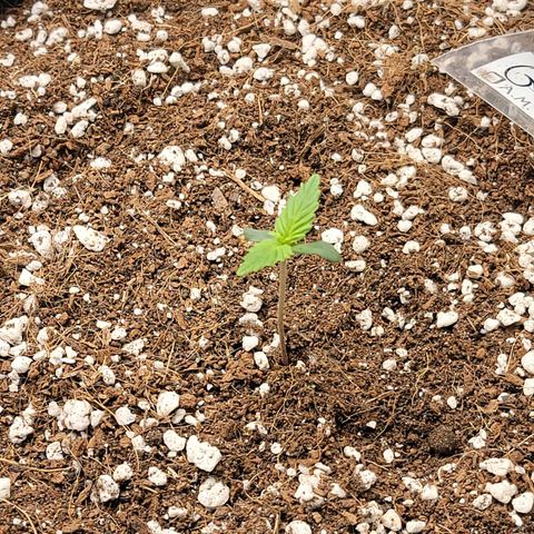 Girl Scout Cookies Auto growlog timeline photo