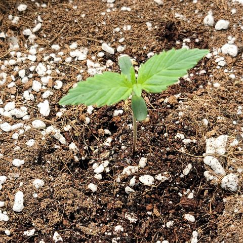 Girl Scout Cookies Auto growlog timeline photo