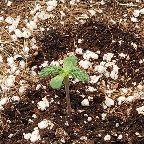Gorilla Glue Auto growlog timeline photo