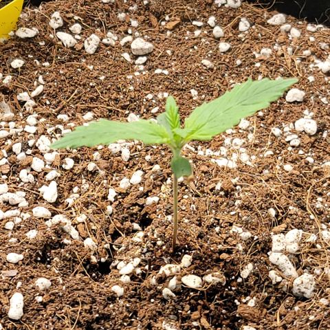Girl Scout Cookies Auto growlog timeline photo