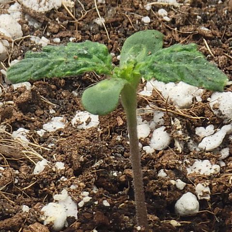 Gorilla Glue Auto growlog photo: Looks like a runt!
