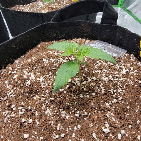 Girl Scout Cookies Auto growlog timeline photo