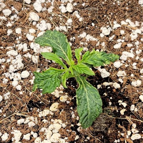 Gorilla Glue Auto growlog timeline photo
