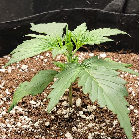 Girl Scout Cookies Auto growlog timeline photo
