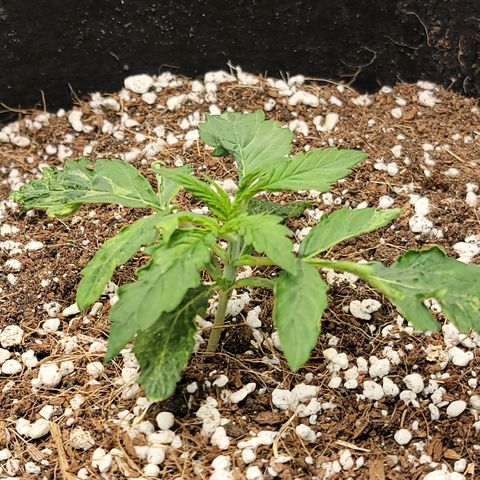 Gorilla Glue Auto growlog timeline photo