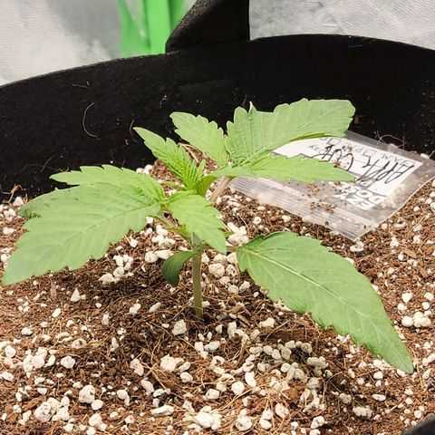 Apple Cup growlog timeline photo