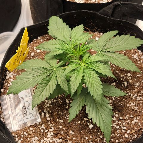 Girl Scout Cookies Auto growlog timeline photo