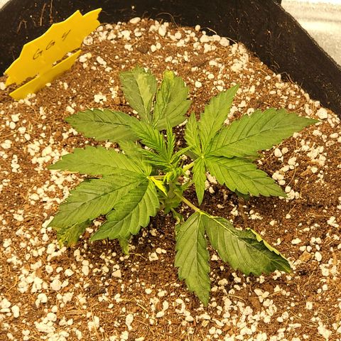 Gorilla Glue Auto growlog timeline photo