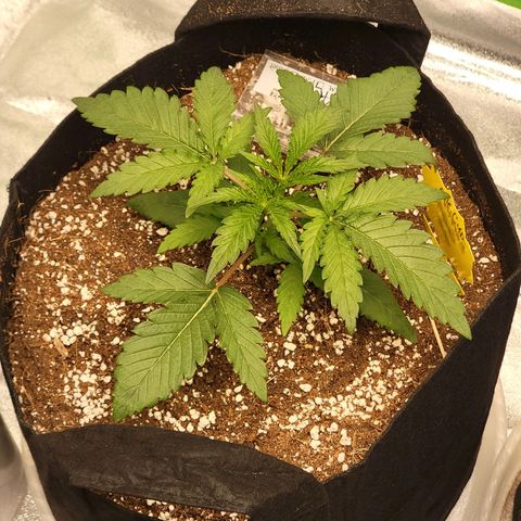 Apple Cup growlog timeline photo