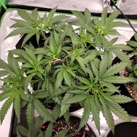 Apple Cup growlog timeline photo