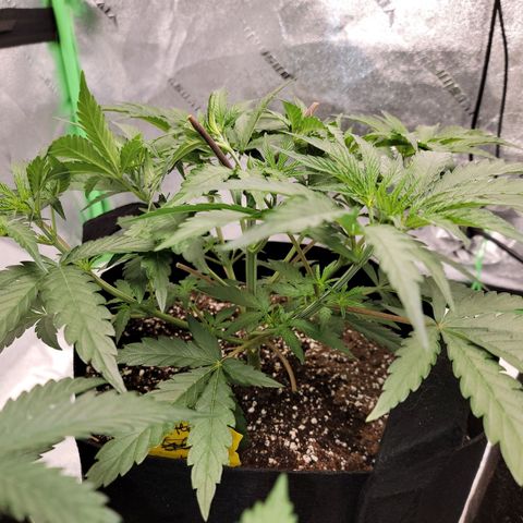 Apple Cup growlog timeline photo