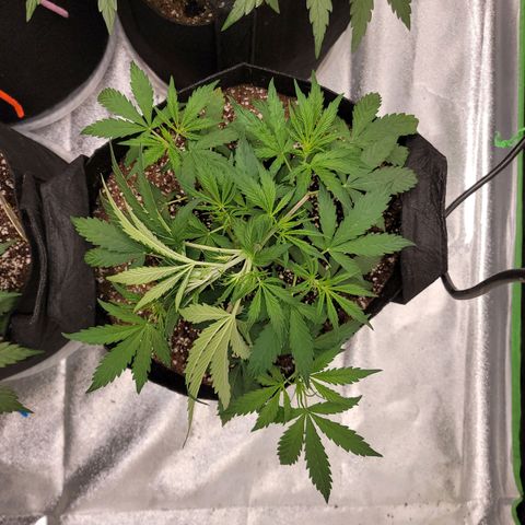 Gorilla Glue Auto growlog timeline photo