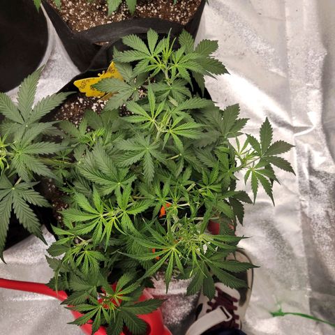 Girl Scout Cookies Auto growlog timeline photo