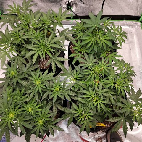 Girl Scout Cookies Auto growlog timeline photo