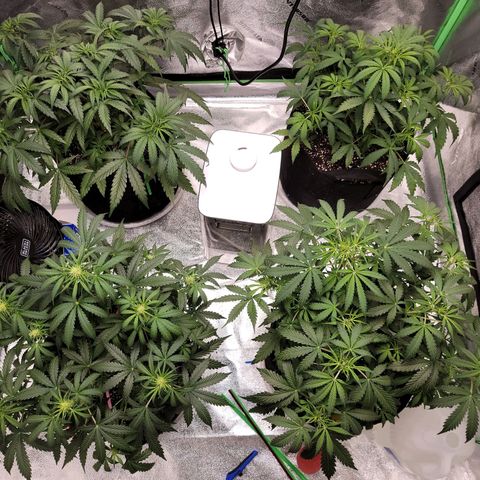 Girl Scout Cookies Auto growlog timeline photo