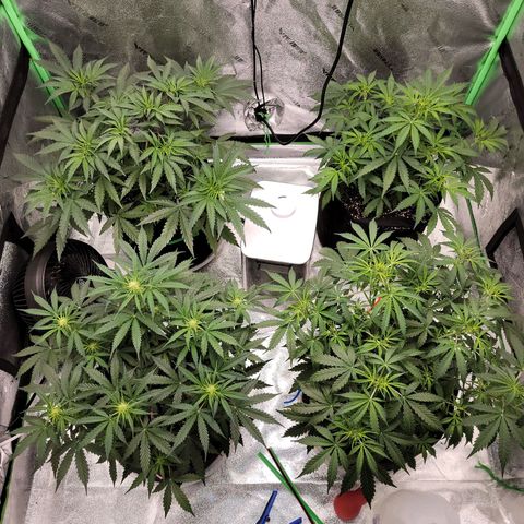 Girl Scout Cookies Auto growlog timeline photo