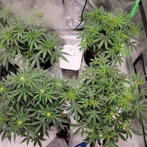 Girl Scout Cookies Auto growlog timeline photo