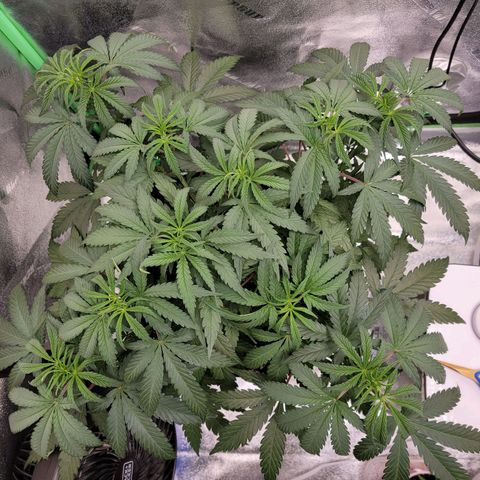 Apple Cup growlog timeline photo