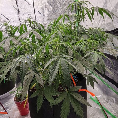 Girl Scout Cookies Auto growlog timeline photo