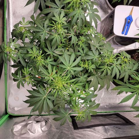 Girl Scout Cookies Auto growlog timeline photo