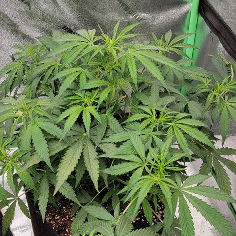 Gorilla Glue Auto growlog timeline photo