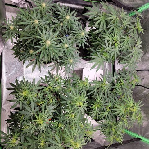 Girl Scout Cookies Auto growlog timeline photo