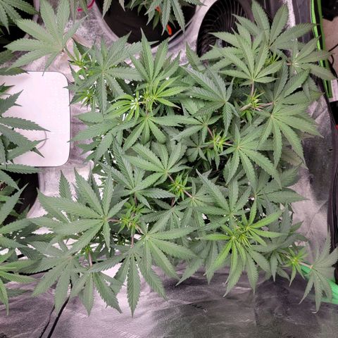 Apple Cup growlog photo: Topped all branches 