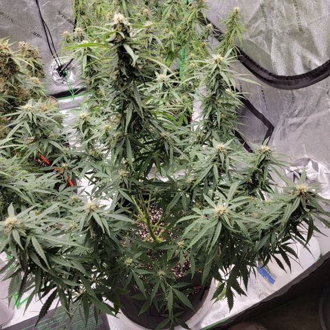 Girl Scout Cookies Auto growlog timeline photo